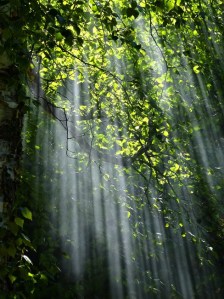 forest-sunbeams-trees-sunlight-70365-large